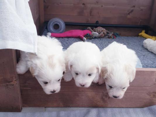 Pure Coton de tulear Puppiess for sale kc reg